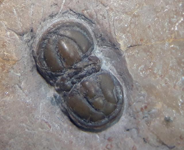 Peronopsis interstricta (WHITE 1874) - Bild &copy; FossNet FossilienStore